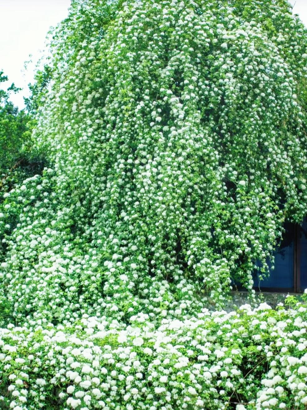  2. Cây cảnh: Hồng mân côi trắng: Hồng mân côi trắng là cây cảnh có hoa rất đẹp, nở vào mùa xuân, có mùi thơm ngát. Cây cảnh này phát triển mạnh mẽ, leo rất cao và nở hoa ồ ạt hàng triệu bông. 