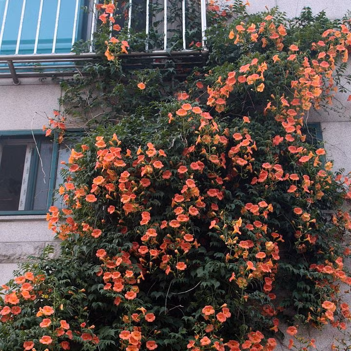  Cành lá của chúng có thể che phủ ánh sáng vào nhà bạn, thậm chí rễ của chúng có thể đâm thủng tường nhà bạn. Nếu sân vườn nhà bạn hạn chế và bạn muốn trồng một cây đăng tiêu thì có thể đặt chậu cây xuống đất, hoặc đào hố trực tiếp và dùng xi măng làm hố lớn để trồng cây cảnh này.