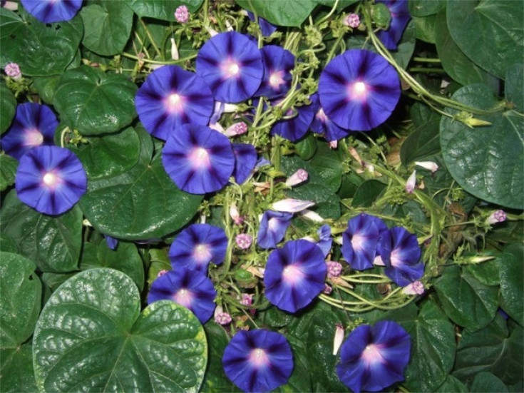  Hoa bìm bìm là loài hoa có hình hoa loa kèn với màu sắc rực rỡ và dây leo xanh trên cành. Hoa có nhiều màu sắc, đặc biệt là màu xanh tím biếc rất đẹp và bắt mắt. Nhưng như bạn đã thấy chúng mọc như vũ bão ở các bãi đất hoang, nếu bạn đem chúng trồng ở sân vườn cần cân nhắc cẩn thận. 