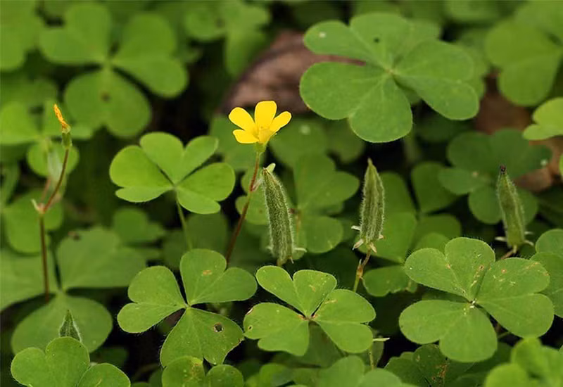 Dù là cây trồng trong chậu hay cây trồng trên mặt đất, cây cảnh này đều có giá trị trang trí cao. Cây cảnh này được nhiều người yêu thích dùng làm cây phủ xanh vườn nhưng chẳng mấy chốc họ lại hối hận. 