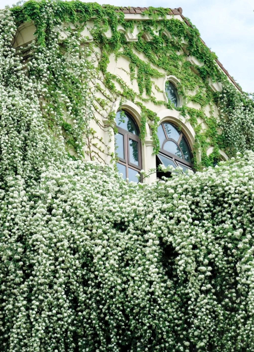  Sự "khổng lồ" của loài hoa này khiến nhiều người yêu thích. Dù "bé tí hon" nhưng khi hàng triệu bông xếp lại với nhau, sẽ tạo nên cảnh ngoạn mục chưa từng có. Nhìn ra, chúng giống một thác hoa trắng bay từ "trên trời xuống", lại giống như tuyết rơi phủ kín máy nhà.