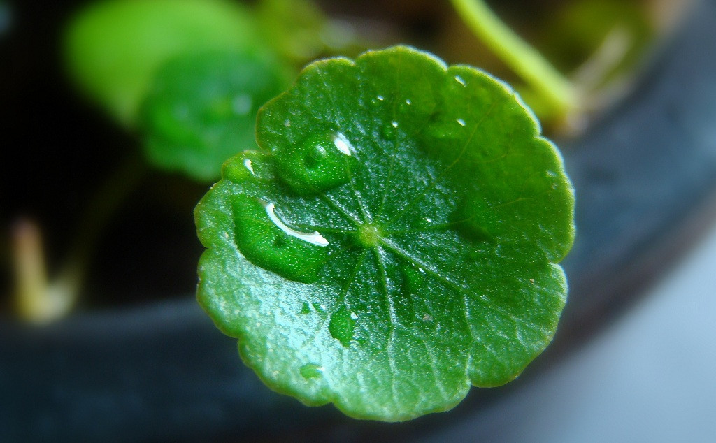  Do mọc rất nhanh và có thể quấn thành mớ rối tung rối mù nên đòi hỏi bạn phải chăm sóc, cắt tỉa thường xuyên, nếu như muốn chúng trở thành cảnh đẹp.