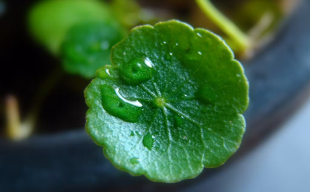  Do mọc rất nhanh và có thể quấn thành mớ rối tung rối mù nên đòi hỏi bạn phải chăm sóc, cắt tỉa thường xuyên, nếu như muốn chúng trở thành cảnh đẹp.