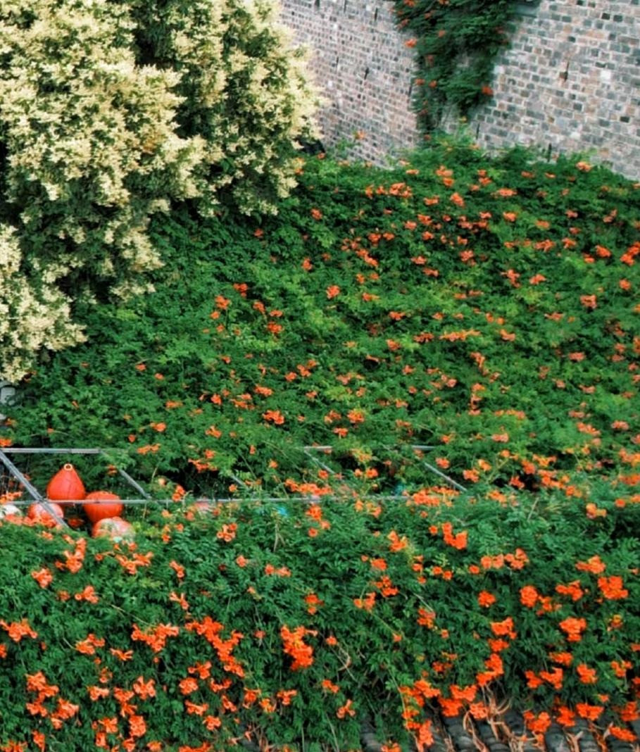  Vào mỗi mùa xuân và mùa hè, cây cảnh này nở những chuỗi hoa màu cam rất đẹp. Lá xanh mướt, hoa rực rỡ nên đăng tiêu có giá trị làm cảnh rất cao. Thời kỳ ra hoa của cây cảnh này chủ yếu vào mùa hè, lượng hoa nhiều, chu kỳ sinh trưởng kéo dài. 