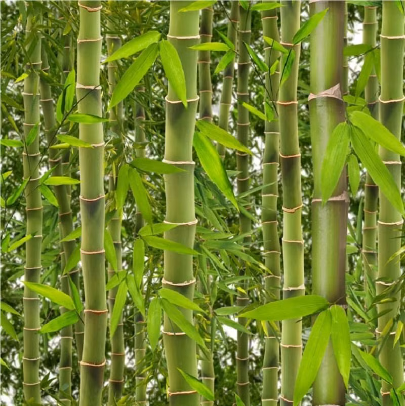 Nhiều người trồng nó trước và sau nhà, nhưng bộ rễ của nó rất khỏe và sẽ phát triển thành diện tích lớn theo thời gian. Bộ rễ rất sâu và khó diệt trừ nếu bạn muốn.