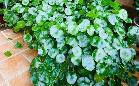 Còn nếu trồng ở sân, vào mùa hè nhiều mưa, cây cảnh có thể phủ kín sân trong một vài ngày, hoàn toàn không thể loại bỏ được. Có người bỏ ra cả ngày để dọn cỏ đồng tiền ra khỏi sân nhà mình nhưng chỉ sau 1 cơm mưa, đồng tiền lại mọc lên như nấm sau mưa. 