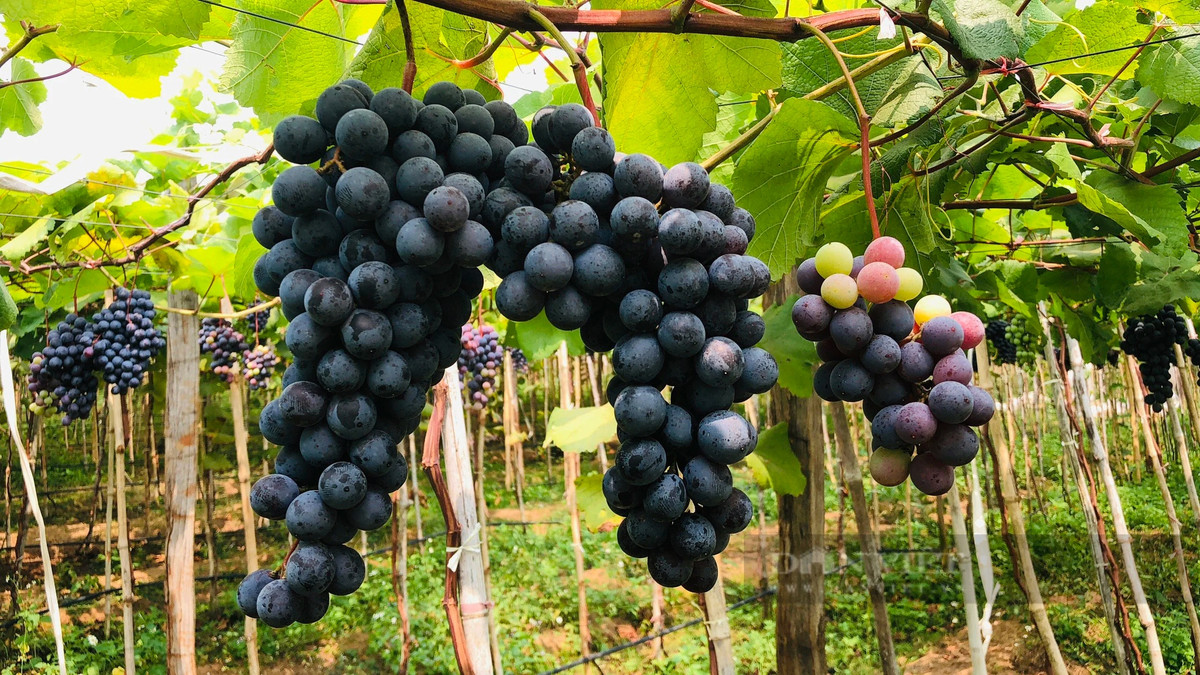 Anh nong dan Gia Lai trong nho, ban ca tram ngan dong/kg-Hinh-3