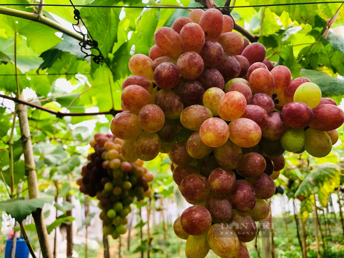 Anh nong dan Gia Lai trong nho, ban ca tram ngan dong/kg-Hinh-4