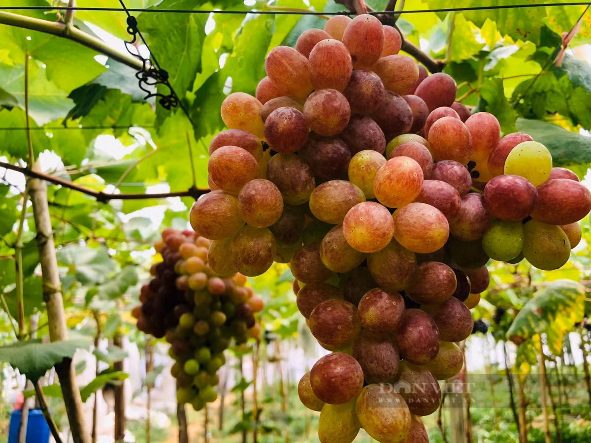 Anh nông dân Gia Lai trồng nho, bán cả trăm ngàn đồng/kg - Hình 4 Anh nong dan Gia Lai trong nho, ban ca tram ngan dong/kg-Hinh-4