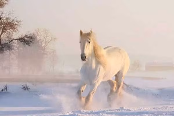  Tuổi Ngọ: Tử vi năm 2024 Giáp Thìn nói năm này sẽ mang tới cho tuổi Ngọ cả thử thách cũng như những cơ hội tốt. Nếu tuổi này biết nỗ lực, phấn đấu và tận dụng tốt những thế mạnh của mình thì họ sẽ có nhiều thành tựu.