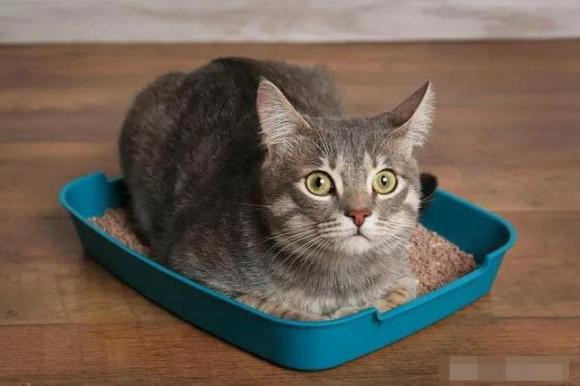 Tai sao meo cai lai lan ra san sau khi giao phoi?-Hinh-5