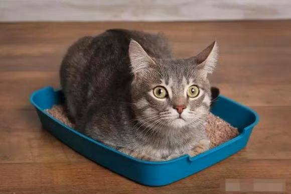 Tai sao meo cai lai lan ra san sau khi giao phoi?-Hinh-5