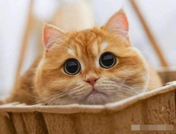 Tai sao meo cai lai lan ra san sau khi giao phoi?-Hinh-3