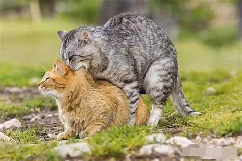 Tai sao meo cai lai lan ra san sau khi giao phoi?-Hinh-7