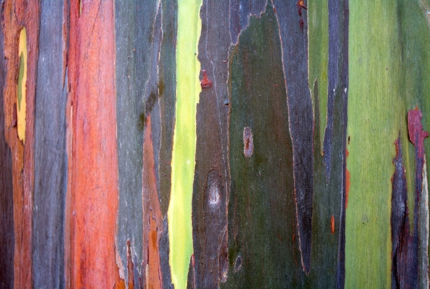 Giong bach dan ky la nhat the gioi, mau 7 sac cau vong-Hinh-3