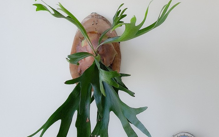  Thông thường, cây ảnh này thường cso 2 loại lá là lá sinh sản và lá không sinh sản. Nhờ hình dáng tựa như chiếc sừng hươu, gạc nai mà cây dương xỉ ổ rồng khiến nhiều người ấn tượng và yêu thích. 