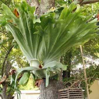  Trong phong thuỷ, dương xỉ ổ rồng được biết đến như cây cảnh mang đến cuộc sống giàu sang, thịnh vượng cho gia chủ. Thậm chí người ta còn cho rằng lá của dương xỉ ổ rồng càng to thì gia đình sẽ càng gặp may mắn, phúc lộc đầy nhà, làm gì cũng thuận lợi.