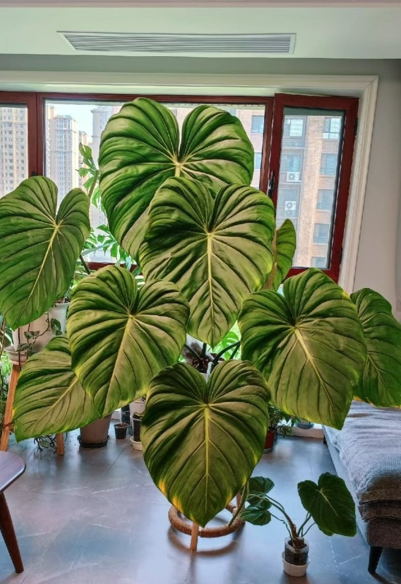  Trầu bà Dean McDowell: Nổi bật với những phiến lá to hình trái tim, màu xanh đậm và đường kính một chiếc lá lên đến 40 cm, trầu bà Dean McDowell được nhiều người yêu thích và mua về trồng trong nhà.