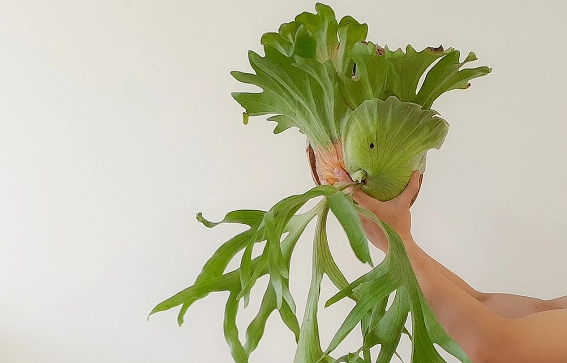 Khi trồng dương xỉ ổ rồng, bạn nên chọn những nơi có độ ẩm cao, nhiệt độ thích hợp và tránh đặt chúng ở nơi có ánh nắng gay gắt chiếu vào để cây không bị vàng lá, cháy lá.