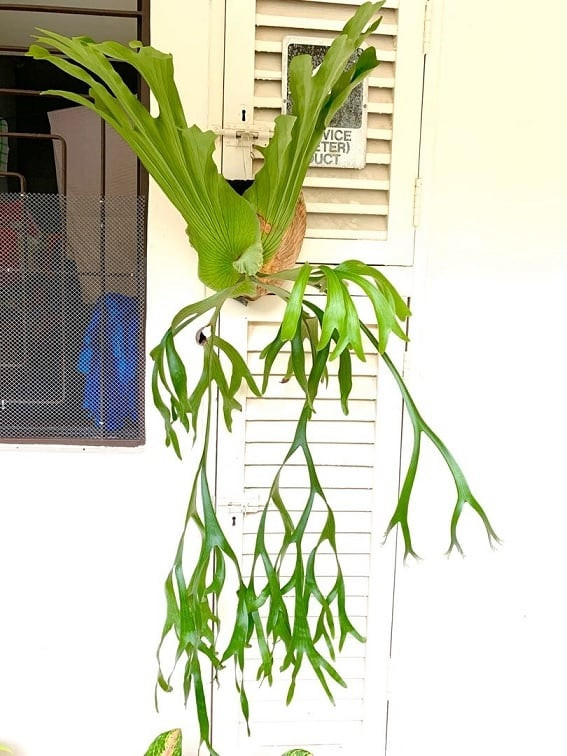  Dương xỉ ổ rồng: Ổ rồng, dương xỉ sừng hươu khổng lồ, quyết dẹt, lan bắp cải, ổ phượng, lan ổ rồng... là những tên gọi khác của cây dương xỉ ổ rồng. Đây là cây cảnh sống phụ sinh vào những cành lớn của các loại thực vật khác. 