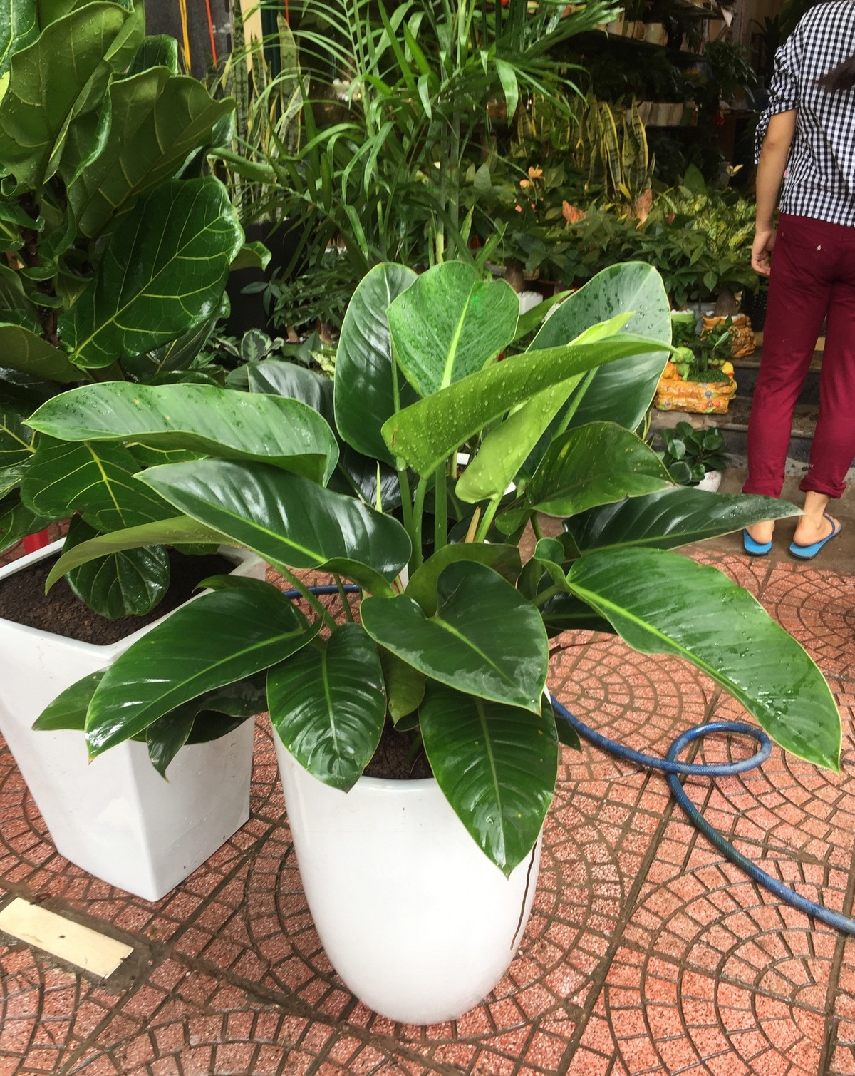  Trong phong thuỷ, đại hoàng đế là cây cảnh được ví như "bùa may mắn". Vì thế nhiều người chọn trồng chúng trong nhà để mang đến sự may mắn, bình an cho gia chủ. Không những vậy, đại hoàng đế còn có ảnh hưởng tích cực đến con đường công danh sự nghiệp và phát triển tài lộc của các thành viên trong nhà. Đặc biệt, đại hoàng đế cực kỳ phù hựp với những người mang mệnh Mộc và mệnh Hoả.