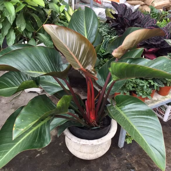 Vì là cây cảnh hấp thụ ít nước cũng như có nhu cầu tưới nước thấp nên bạn chỉ cần tưới đại hoàng đế khoảng 1 lần mỗi tuần là được. Bên cạnh đó, cây cảnh này phát triển tốt trong môi trường bóng râm nên bạn cần tìm những chỗ thoáng mát, khô ráo để đặt chậu cây. Tuy nhiên bạn vẫn cần đảm bảo đại hoàng đế được tiếp xúc với ánh nắng mặt trời khoảng 2 đến 3 tiếng mỗi ngày để quá trình quang hợp của chúng thuận lợi hơn.