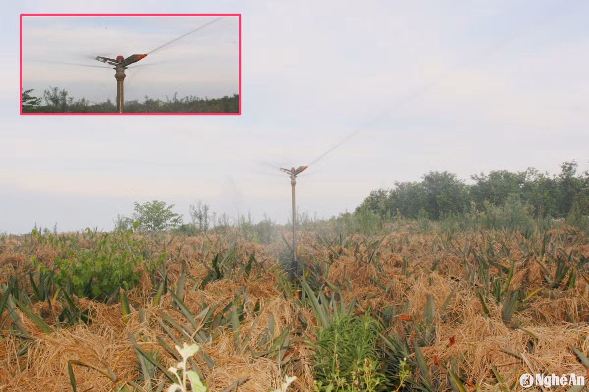 Nông dân Nghệ An "may áo" mặc cho từng quả này tránh nắng nóng - Hình 2 Nong dan Nghe An