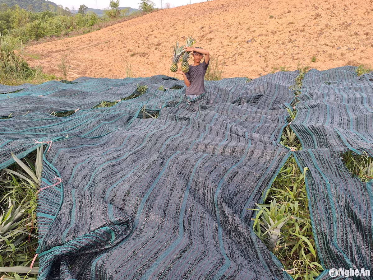 Nông dân Nghệ An "may áo" mặc cho từng quả này tránh nắng nóng Nong dan Nghe An