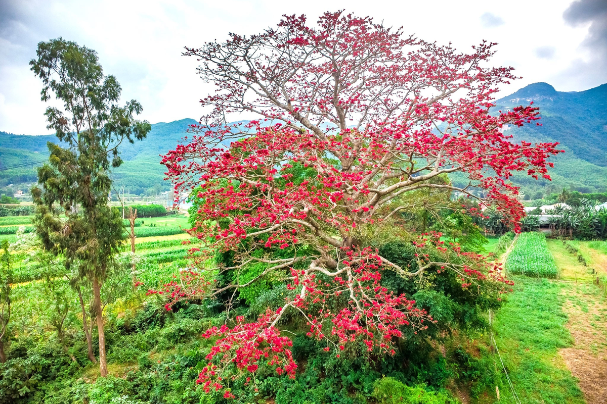 Khi hoa gạo nở cũng là lúc lũ chim rủ nhau về hót líu lo cả ngày. Gặp cơn gió thoảng qua, hoa gạo rơi lã chã tạo thành "những cơn mưa hoa".