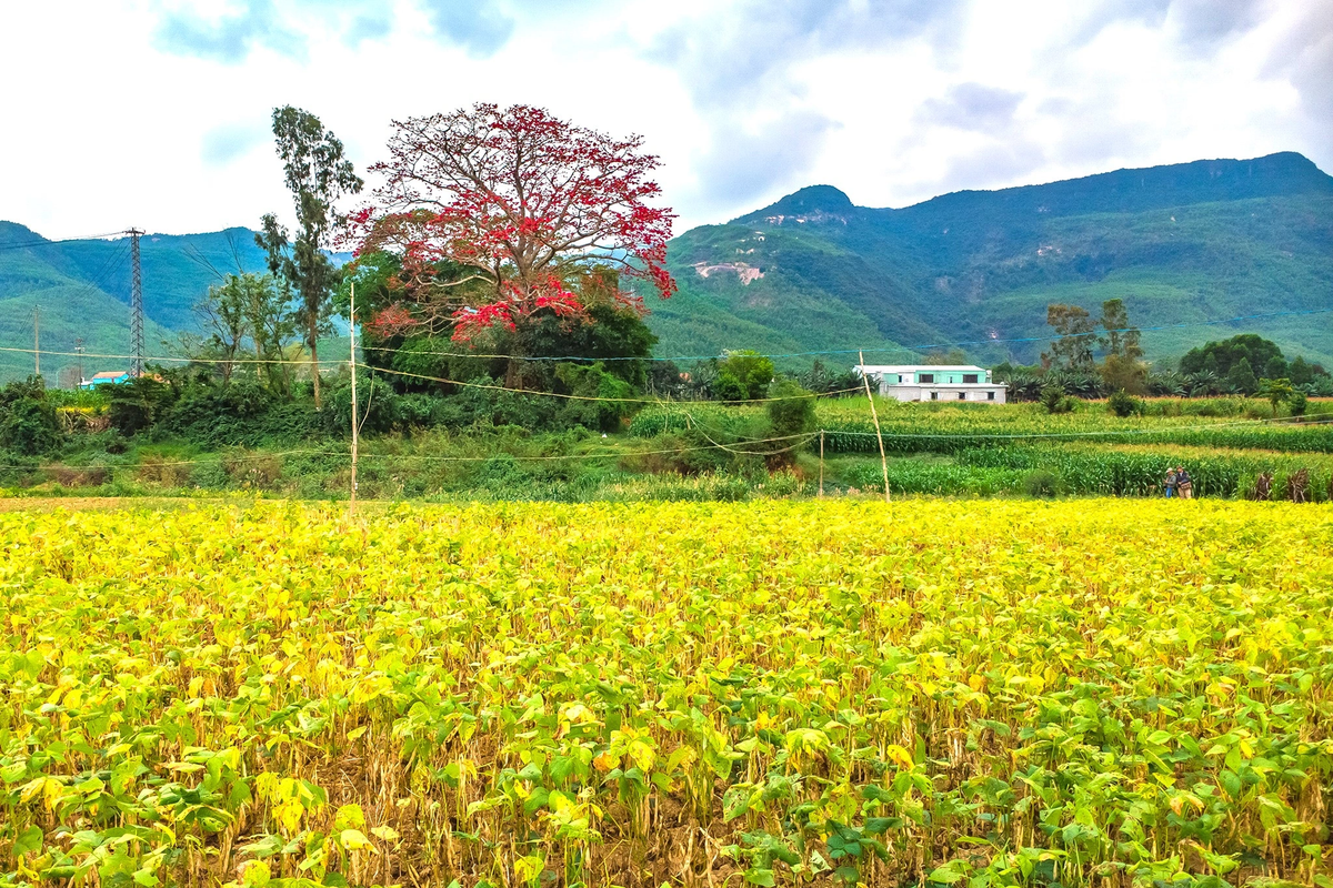 Cây hoa gạo đứng "cô đơn" nhưng tỏa sắc thắm giữa màu vàng của đám đỗ tương, màu xanh của cây, xa xa là núi xanh...