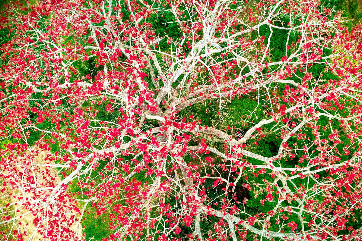 Theo người dân cây hoa gạo này rất linh thiêng nên họ bảo vệ rất kỹ, không có ai chặt phá hay xâm phạm đến cây. Do được bảo vệ nên đến nay, cây hoa gạo phát triển rất to, gốc cây gần 10 người ôm mới xuể, tán xòe rộng che mát cả một vùng. C