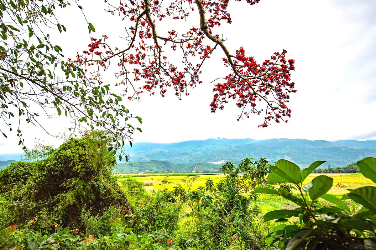 Những người cao niên ở đây cho biết, cây hoa gạo đã có khoảng 100 năm trước. Khi họ đến đây, cây hoa gạo này đã có rồi. Cây hoa gạo cũng là ký ức tuổi thơ của nhiều người dân ở đây. Đi xa về đúng dịp hoa gạo nở là kỷ niệm thời thơ ấu ùa về, nhớ những lúc nô đùa dưới tán cây.