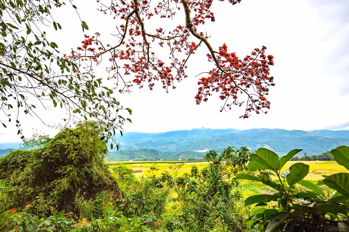 Những người cao niên ở đây cho biết, cây hoa gạo đã có khoảng 100 năm trước. Khi họ đến đây, cây hoa gạo này đã có rồi. Cây hoa gạo cũng là ký ức tuổi thơ của nhiều người dân ở đây. Đi xa về đúng dịp hoa gạo nở là kỷ niệm thời thơ ấu ùa về, nhớ những lúc nô đùa dưới tán cây.