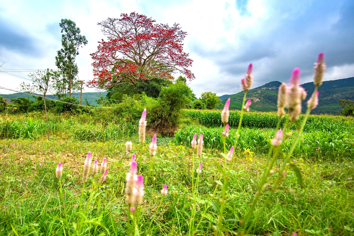 Đến hết tháng 2 Âm lịch, hoa gạo tàn dần, thay vào đó là lá non bắt đầu ra. Những đọt non mơn mởn vươn lên "hít thở khí trời", chờ đến năm sau lại tiếp tục hiến dâng cho đời những đóa hoa đỏ thắm. Người dân ở đây gọi hoa gạo là lộc trời tự nhiên.