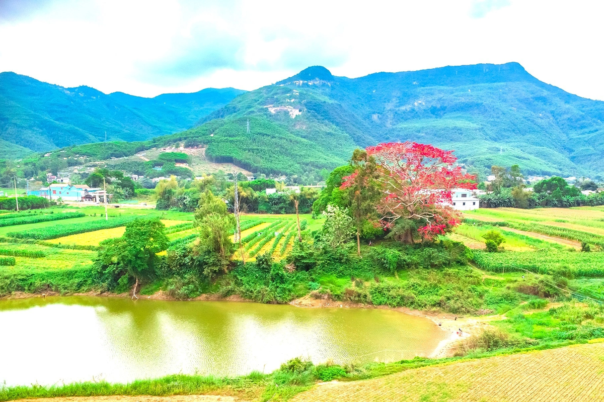 Cây hoa gạo nở hoa đỏ rực giữa không gian xanh của các ruộng hoa màu.