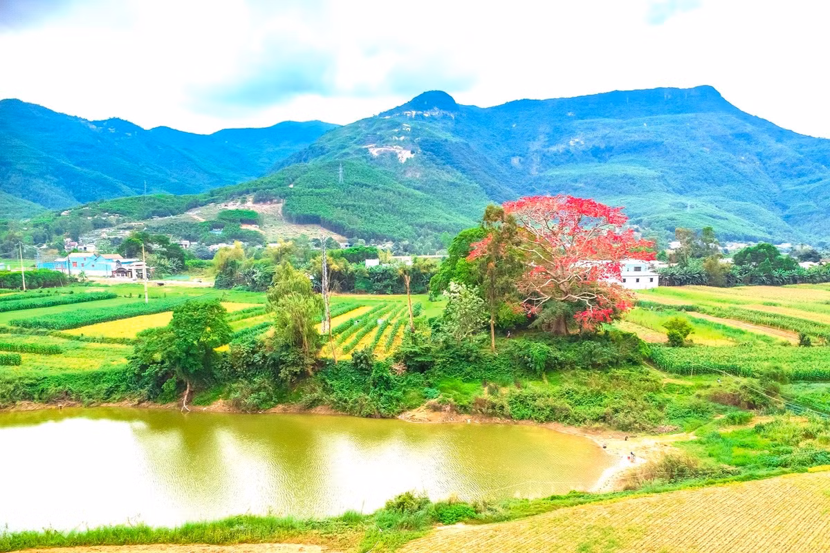 Cây hoa gạo nở hoa đỏ rực giữa không gian xanh của các ruộng hoa màu.