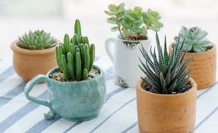 Tranh dat 9 do vat nay trong nha keo ruoc van xui-Hinh-3