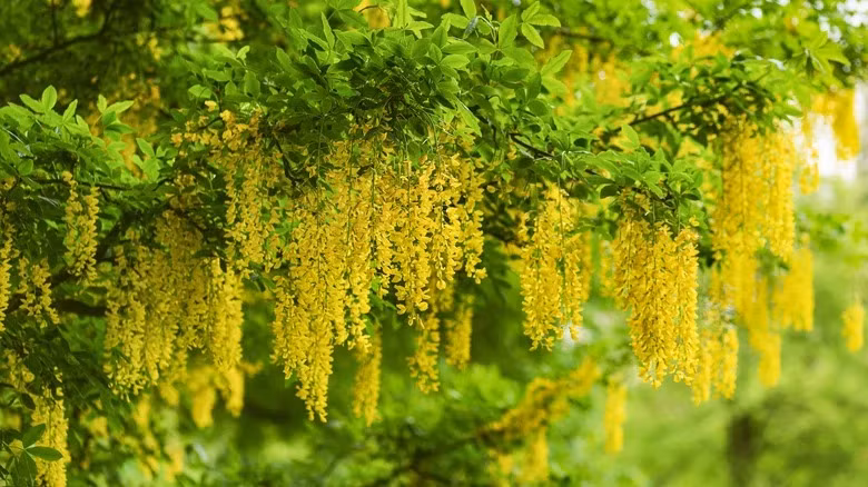  Cây cảnh Dây chuyền vàng, chuỗi vàng hay còn gọi là cây kim tước, tên tiếng Anh dịch ra cũng có nghĩa là sợi xích vàng, dây chuyền vàng (Golden Chain). Cây cảnh này có tên khoa học là Laburnum, họ Đậu (Fabaceae), có nguồn gốc từ vùng núi của phía nam Châu Âu.