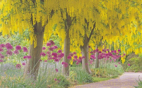  Là họ Đậu, mỗi bông hoa của chúng đều có hình dáng đặc trưng của hoa đậu nhưng mọc thành từng chuỗi dài. Quả của chúng cũng giống như quả đậu và hạt như hạt đậu.