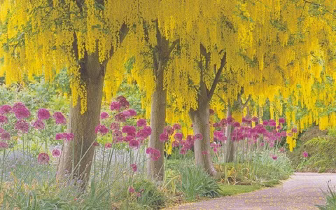  Là họ Đậu, mỗi bông hoa của chúng đều có hình dáng đặc trưng của hoa đậu nhưng mọc thành từng chuỗi dài. Quả của chúng cũng giống như quả đậu và hạt như hạt đậu.