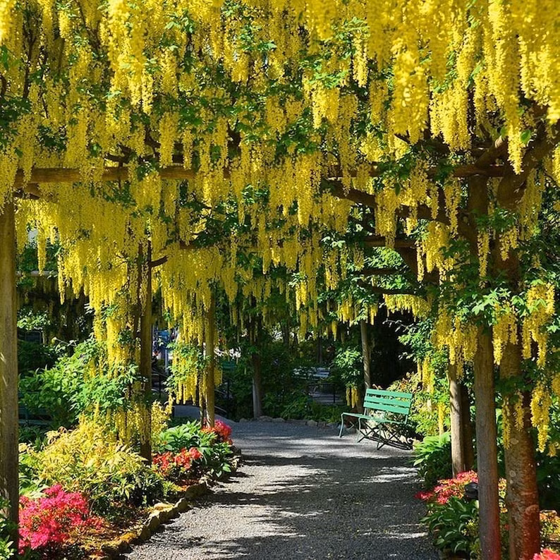  Khác hẳn với màu hoa rực rỡ và tràn đầy sức sống, hạt của cây cảnh này lại mang sự chết chóc đáng sợ với độc tố cao, có thể gây tử vong nếu ăn phải một lượng lớn.