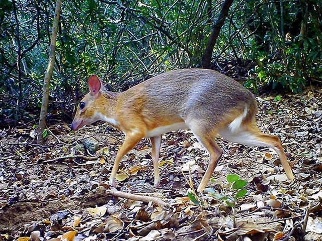 Nói về cheo cheo lưng bạc, nhà nghiên cứu sinh vật học Việt Nam ở GWC khi đó nhận định: “Đã rất lâu rồi loài này tưởng chừng chỉ tồn tại trong tưởng tượng của chúng ta.