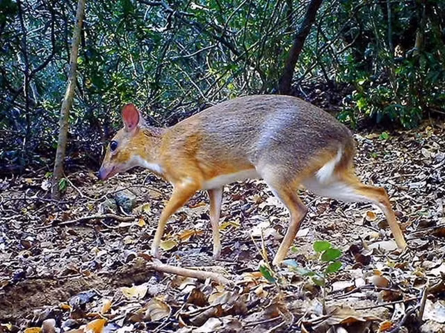 Nói về cheo cheo lưng bạc, nhà nghiên cứu sinh vật học Việt Nam ở GWC khi đó nhận định: “Đã rất lâu rồi loài này tưởng chừng chỉ tồn tại trong tưởng tượng của chúng ta.
