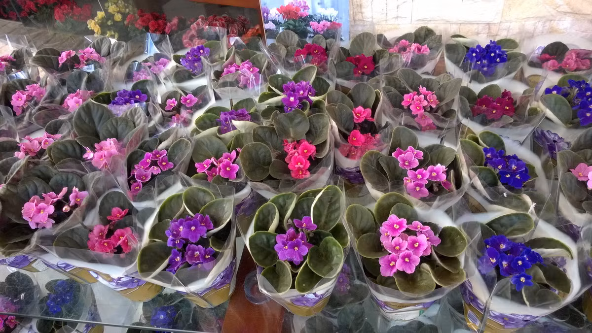 Loại hoa này rất dễ dàng để kết hợp trang trí. Màu sắc của nó hầu như phù hợp với tất cả nội thất trong nhà. Màu sắc cổ điển và tinh tế của loài hoa này giúp gia đình bạn trở nên sang trọng và ấm cũng hơn rất nhiều.