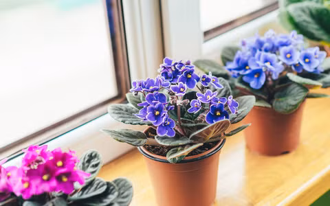 Hoa thường nở 200-250 ngày/năm nhưng nếu bạn chăm sóc tốt, cây cảnh này hầu như nở hoa quanh năm.