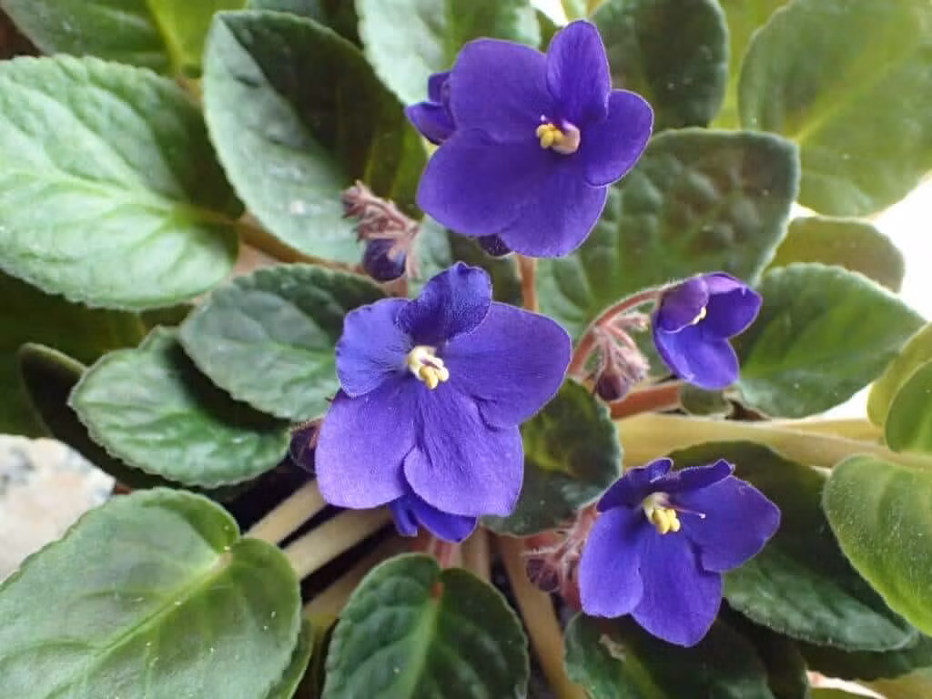 Ngay cả khi tử linh lan không có hoa thì những chiếc lá tròn xinh xắn, có nhiều lông tơ mịn, mép lá hơi nhăn cũng mang lại sự dễ thương. Cây cảnh này có thể được trồng từ hạt, hoặc giâm cành từ cuống lá hay nhân giống, với khoảng 1.000 giống khác nhau.