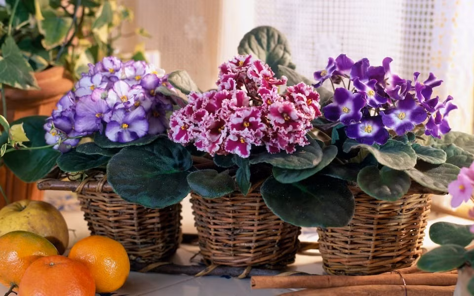  Ý nghĩa của cây cảnh tử linh lan: Với những chiếc lá dày dặn và nhiều lông tơ, cây cảnh này có tác dụng mạnh mẽ trong việc thanh lọc không khí và hút các chất độc hại như Aldehyde, benfen. 