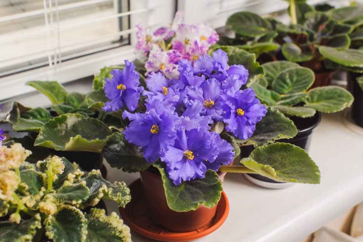  Có thể thấy rằng, cây cảnh tử linh lan không chỉ đẹp mà còn mang nhiều ý nghĩa tinh thần. Việc trồng và chăm sóc những bông hoa tinh tế này thường được xem như một biểu hiện của tình yêu và sự quý phái. Trong một số nền văn hóa, khi tặng cây này cho người khác thường được xem là một cách để gửi đi lời chúc tốt lành và thành công. 