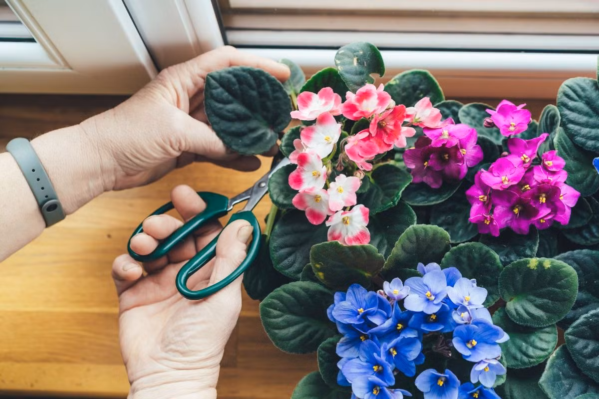 Màu tím tượng trưng cho sự trang trọng và thận trọng, ngụ ý theo đuổi một cuộc sống tốt đẹp hơn đồng thời là tiếng nói của tình yêu vĩnh cửu, vẻ đẹp vĩnh cửu.