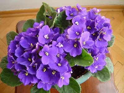 Cây cảnh này có thể phát triển tốt trên bậu cửa sổ ấm áp. Chúng thích ánh sáng khuếch tán. Nếu có hơn 3 đến 5 giờ ánh sáng mỗi ngày và nhiệt độ duy trì trên 15 độ, cây cảnh này có thể nở hoa thường xuyên, bốn mùa đều tươi đẹp. 